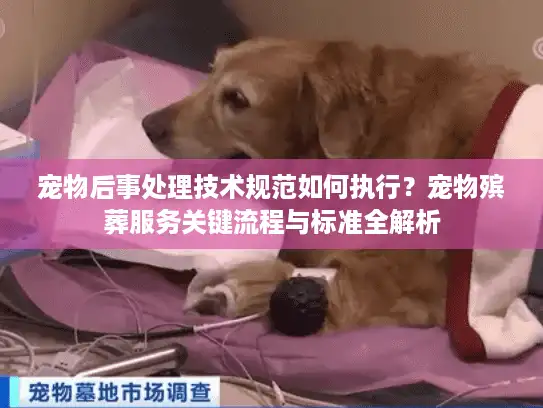 宠物后事处理技术规范如何执行？宠物殡葬服务关键流程与标准全解析