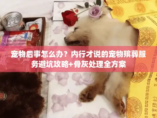 宠物后事怎么办？内行才说的宠物殡葬服务避坑攻略+骨灰处理全方案