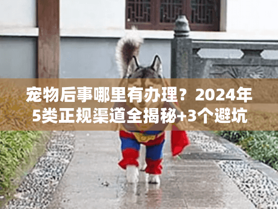宠物后事哪里有办理？2024年5类正规渠道全揭秘+3个避坑技巧