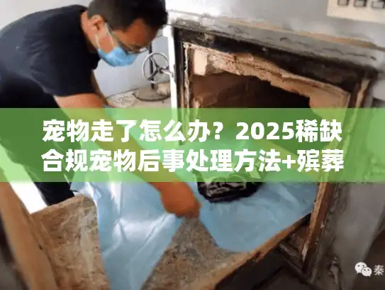 宠物走了怎么办?2025稀缺合规宠物后事处理方法+殡葬服务避坑 宠物走了怎么办?2025稀缺合规宠物后事处理方法+殡葬服务避坑