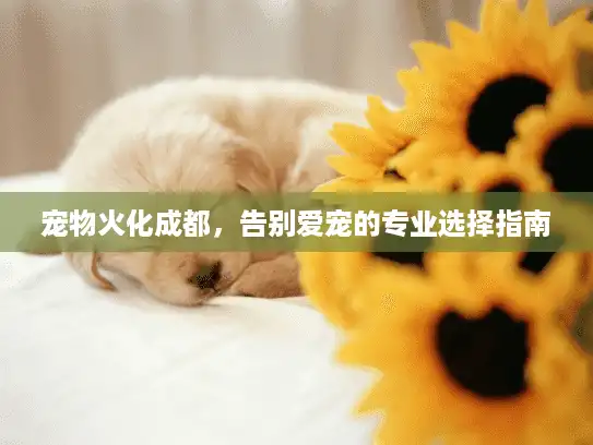 宠物火化成都，告别爱宠的专业选择指南