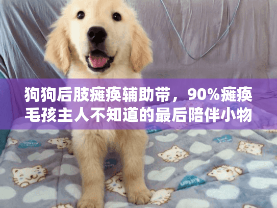 狗狗后肢瘫痪辅助带，90%瘫痪毛孩主人不知道的最后陪伴小物？