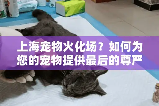 上海宠物火化场?如何为您的宠物提供最后的尊严与慰藉 上海宠物火化场?如何为您的宠物提供最后的尊严与慰藉