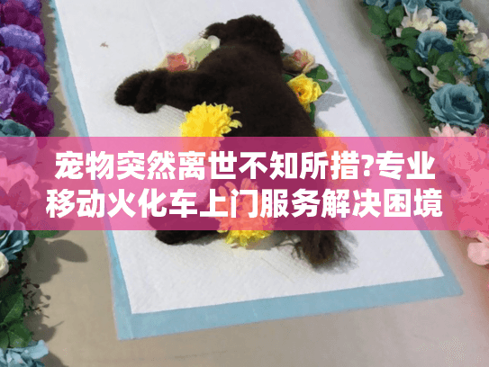 宠物突然离世不知所措?专业移动火化车上门服务解决困境