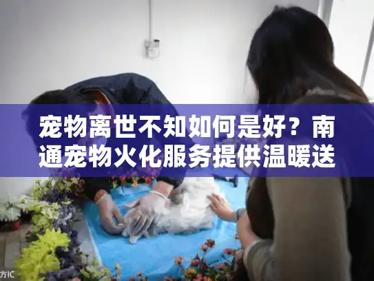 宠物离世不知如何是好？南通宠物火化服务提供温暖送别