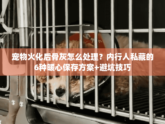 宠物火化后骨灰怎么处理？内行人私藏的6种暖心保存方案+避坑技巧