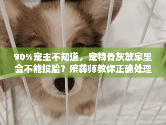 90%宠主不知道,宠物骨灰放家里会不能投胎?殡葬师教你正确处理方式 90%宠主不知道,宠物骨灰放家里会不能投胎?殡葬师教你正确处理方式
