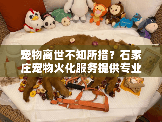 宠物离世不知所措？石家庄宠物火化服务提供专业告别方案
