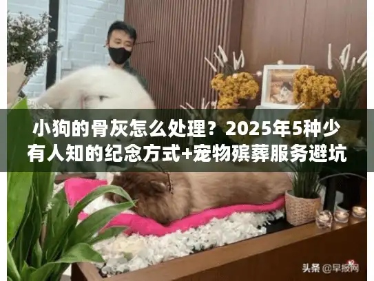 小狗的骨灰怎么处理？2025年5种少有人知的纪念方式+宠物殡葬服务避坑指南
