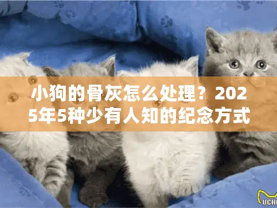 小狗的骨灰怎么处理？2025年5种少有人知的纪念方式+宠物殡葬服务避坑指南
