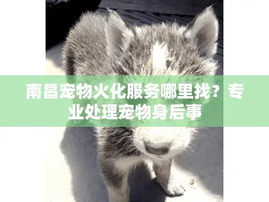 南昌宠物火化服务哪里找？专业处理宠物身后事