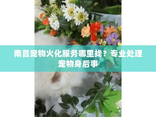 南昌宠物火化服务哪里找？专业处理宠物身后事