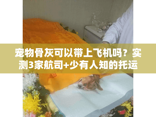 宠物骨灰可以带上飞机吗？实测3家航司+少有人知的托运细节（附流程）