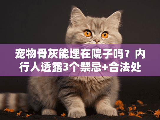 宠物骨灰能埋在院子吗？内行人透露3个禁忌+合法处理方案（2024实测）