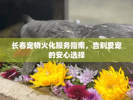 长春宠物火化服务指南,告别爱宠的安心选择 长春宠物火化服务指南,告别爱宠的安心选择