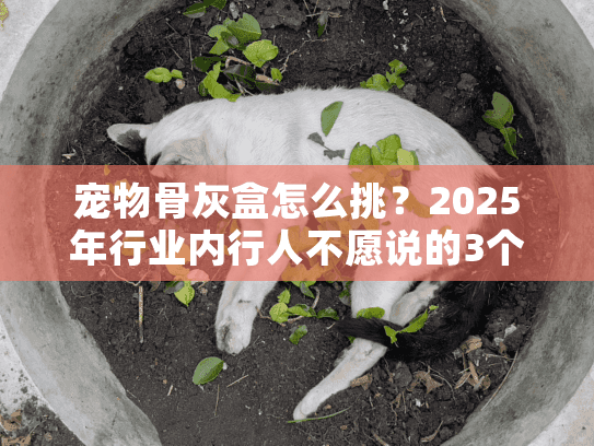 宠物骨灰盒怎么挑?2025年行业内行人不愿说的3个秘密 宠物骨灰盒怎么挑?2025年行业内行人不愿说的3个秘密