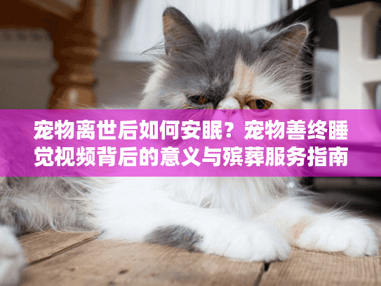 宠物离世后如何安眠？宠物善终睡觉视频背后的意义与殡葬服务指南