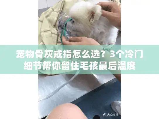 宠物骨灰戒指怎么选?3个冷门细节帮你留住毛孩最后温度 宠物骨灰戒指怎么选?3个冷门细节帮你留住毛孩最后温度