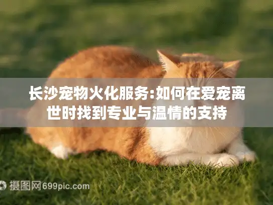 长沙宠物火化服务:如何在爱宠离世时找到专业与温情的支持