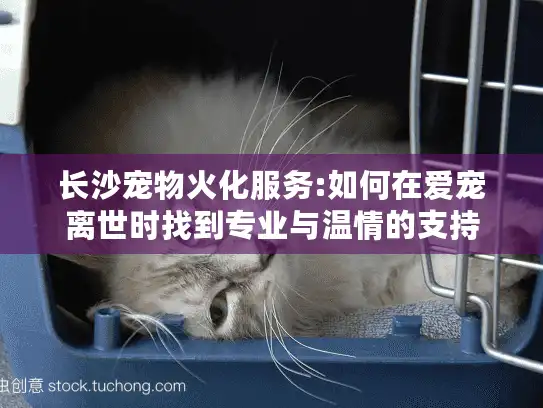 长沙宠物火化服务:如何在爱宠离世时找到专业与温情的支持