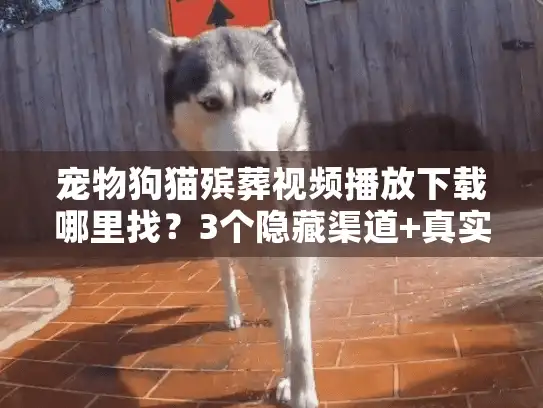 宠物狗猫殡葬视频播放下载哪里找？3个隐藏渠道+真实案例帮你选对服务