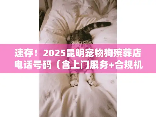 速存！2025昆明宠物狗殡葬店电话号码（含上门服务+合规机构推荐）