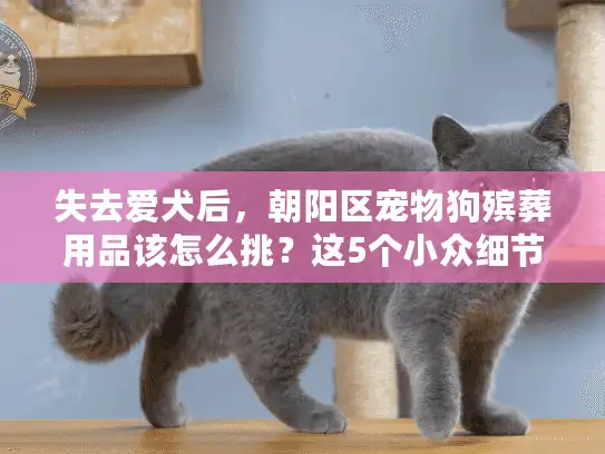 失去爱犬后，朝阳区宠物狗殡葬用品该怎么挑？这5个小众细节别忽略