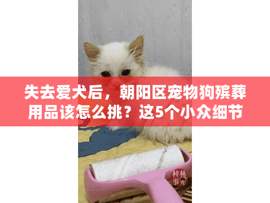 失去爱犬后，朝阳区宠物狗殡葬用品该怎么挑？这5个小众细节别忽略