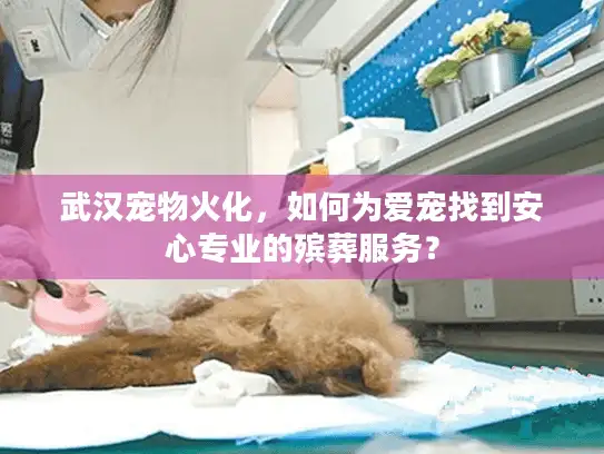 武汉宠物火化，如何为爱宠找到安心专业的殡葬服务？