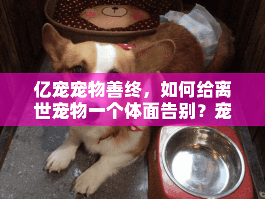 亿宠宠物善终,如何给离世宠物一个体面告别?宠物殡葬服务指南 亿宠宠物善终,如何给离世宠物一个体面告别?宠物殡葬服务指南