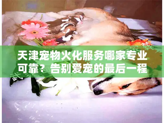 天津宠物火化服务哪家专业可靠？告别爱宠的最后一程该如何安排？