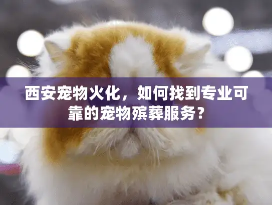 西安宠物火化，如何找到专业可靠的宠物殡葬服务？