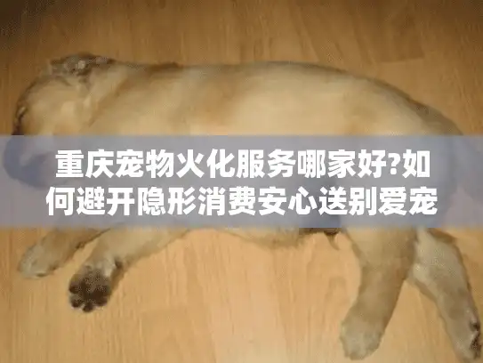 重庆宠物火化服务哪家好?如何避开隐形消费安心送别爱宠