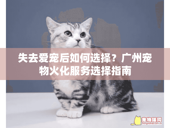 失去爱宠后如何选择？广州宠物火化服务选择指南