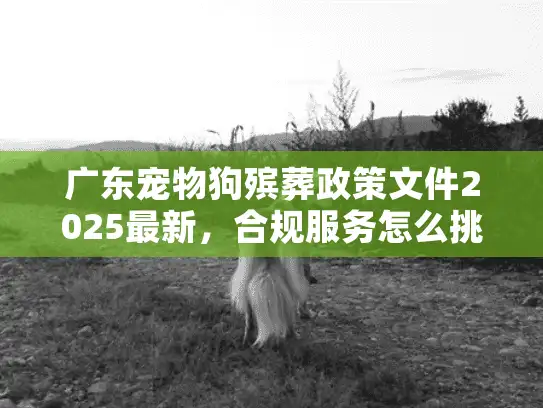广东宠物狗殡葬政策文件2025最新，合规服务怎么挑？这3个认证不能少！