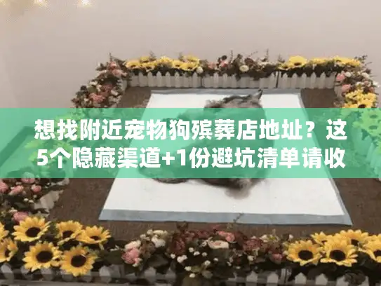 想找附近宠物狗殡葬店地址？这5个隐藏渠道+1份避坑清单请收好
