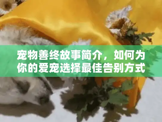宠物善终故事简介，如何为你的爱宠选择最佳告别方式？
