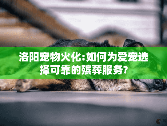 洛阳宠物火化:如何为爱宠选择可靠的殡葬服务? 洛阳宠物火化:如何为爱宠选择可靠的殡葬服务?