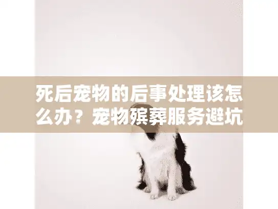 死后宠物的后事处理该怎么办？宠物殡葬服务避坑全攻略，90%主人都不知道这些！