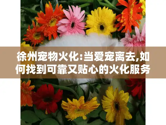 徐州宠物火化:当爱宠离去,如何找到可靠又贴心的火化服务?