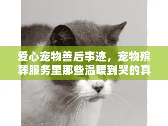 爱心宠物善后事迹，宠物殡葬服务里那些温暖到哭的真实故事你见过吗？