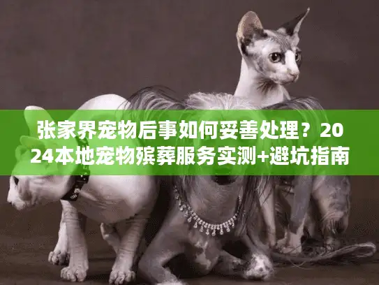 张家界宠物后事如何妥善处理？2024本地宠物殡葬服务实测+避坑指南