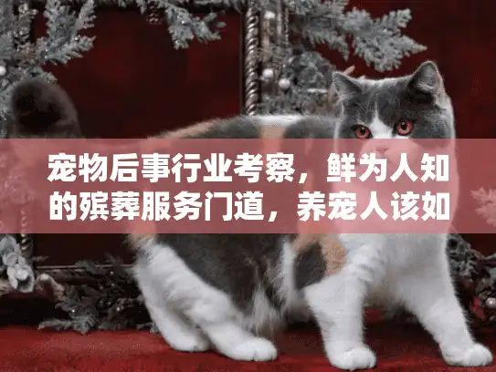 宠物后事行业考察，鲜为人知的殡葬服务门道，养宠人该如何选靠谱机构？
