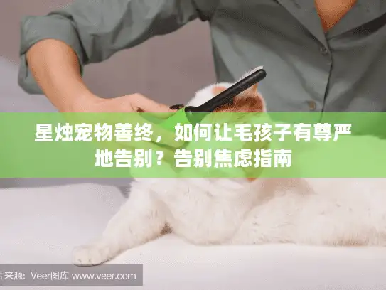 星烛宠物善终,如何让毛孩子有尊严地告别?告别焦虑指南 星烛宠物善终,如何让毛孩子有尊严地告别?告别焦虑指南