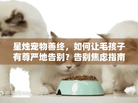 星烛宠物善终,如何让毛孩子有尊严地告别?告别焦虑指南 星烛宠物善终,如何让毛孩子有尊严地告别?告别焦虑指南