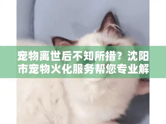 宠物离世后不知所措？沈阳市宠物火化服务帮您专业解决悲伤