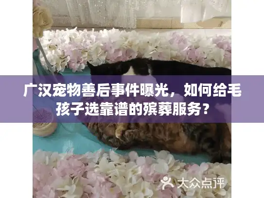 广汉宠物善后事件曝光，如何给毛孩子选靠谱的殡葬服务？