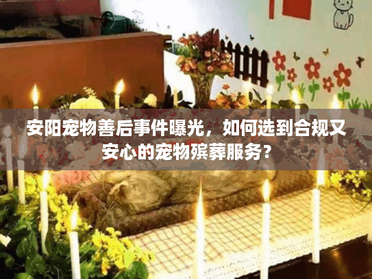 安阳宠物善后事件曝光，如何选到合规又安心的宠物殡葬服务？