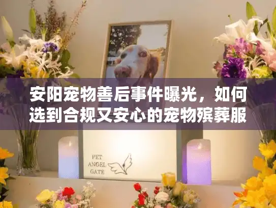 安阳宠物善后事件曝光，如何选到合规又安心的宠物殡葬服务？