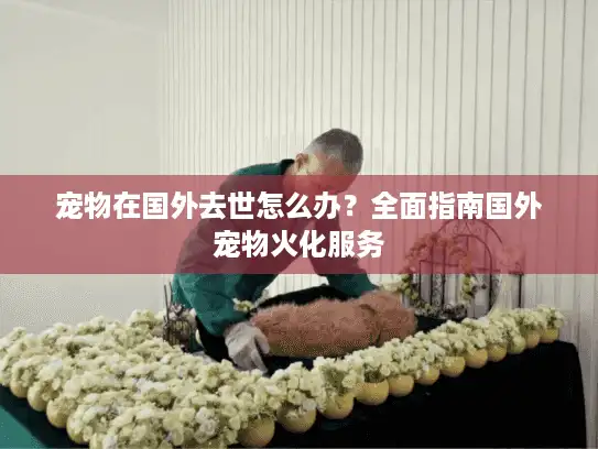 宠物在国外去世怎么办？全面指南国外宠物火化服务